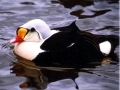King Eider