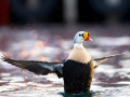 King Eider