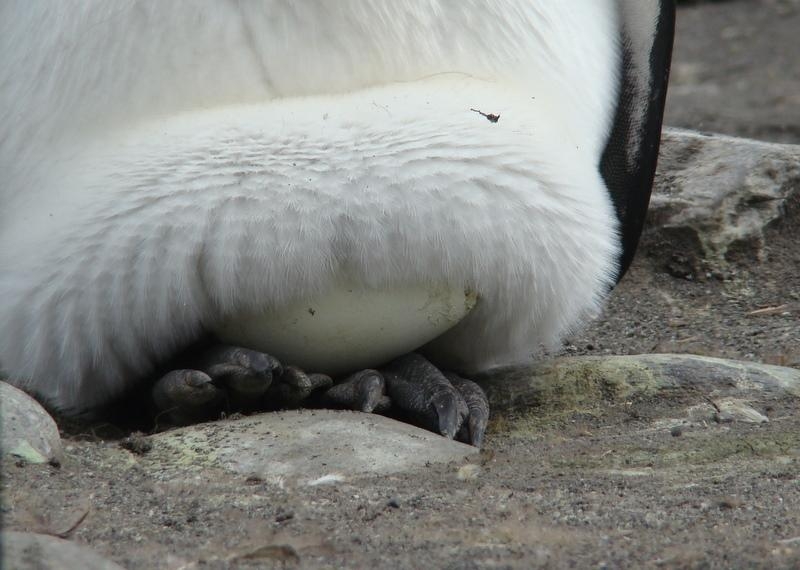 King Penguin