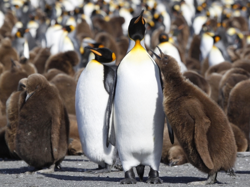 King Penguin