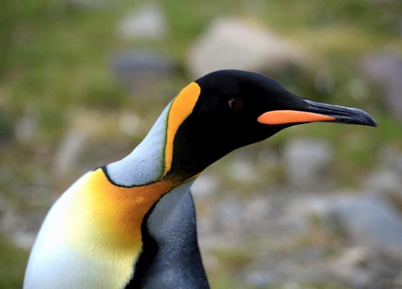 King Penguin