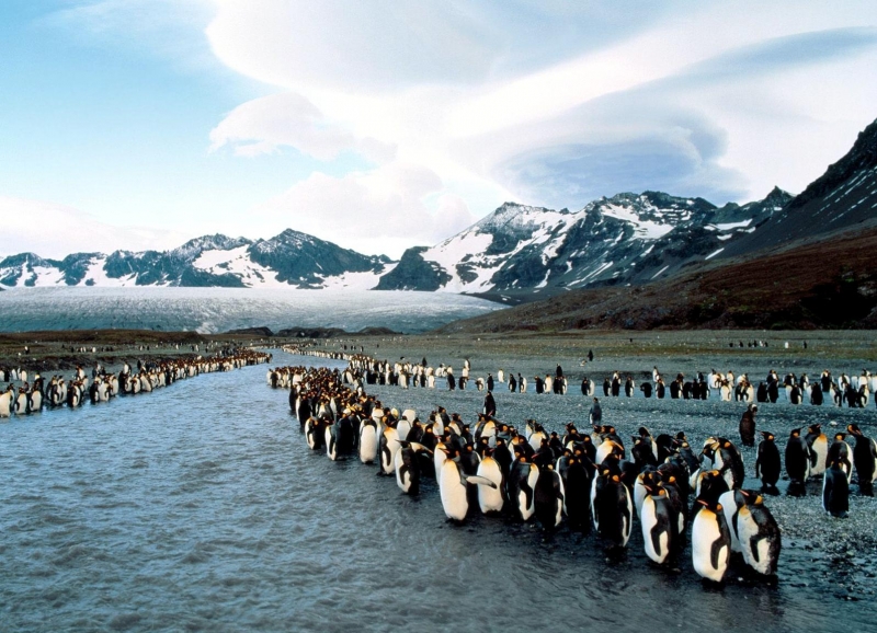 King Penguin