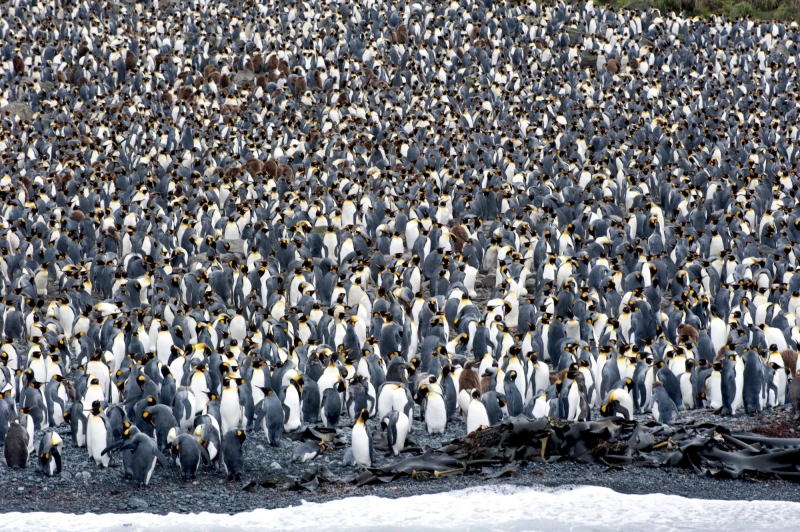 King Penguin