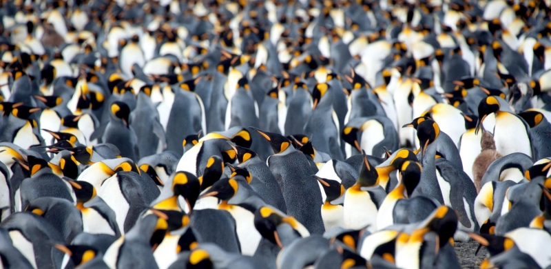 King Penguin