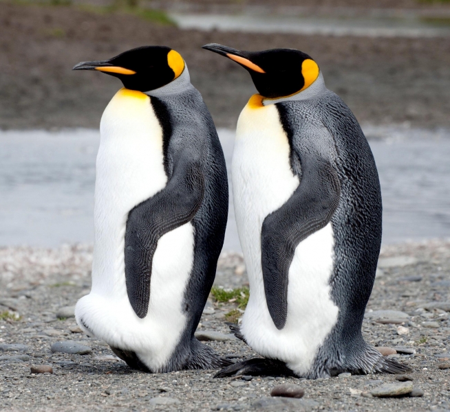 King Penguin