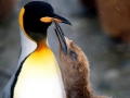 King Penguin