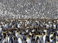 King Penguin