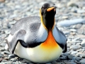 King Penguin