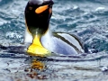 King Penguin