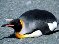 King Penguin
