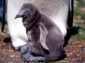 King Penguin