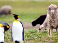King Penguin