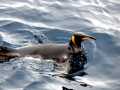 King Penguin