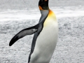 King Penguin