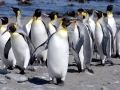 King Penguin
