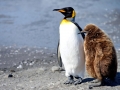 King Penguin