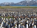 King Penguin