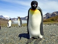 King Penguin