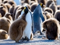 King Penguin