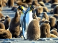 King Penguin