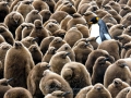 King Penguin