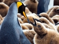 King Penguin