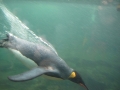 King Penguin