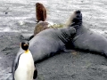 King Penguin