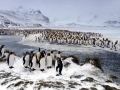 King Penguin