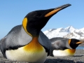 King Penguin