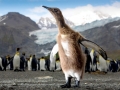 King Penguin