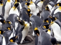 King Penguin