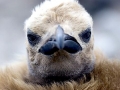 King Penguin