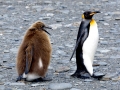 King Penguin