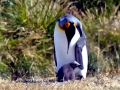 King Penguin