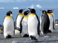 King Penguin