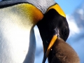 King Penguin