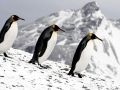 King Penguin