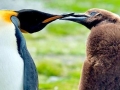 King Penguin
