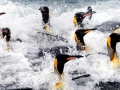 King Penguin