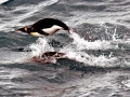 King Penguin