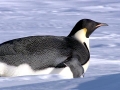 King Penguin