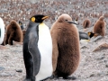 King Penguin