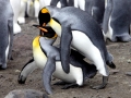 King Penguin