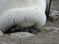 King Penguin