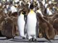 King Penguin