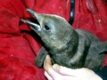 King Penguin