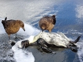 King Penguin