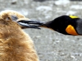 King Penguin
