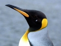 King Penguin